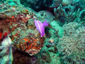 Noch eine Nacktschnecke