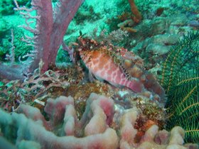 Möglicherweise ein kleiner Barsch