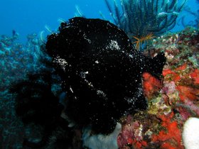 Schwarzer Froschfisch