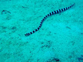 Geringelte Seeschlange