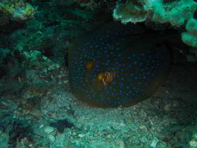 Blaupunktstachelrochen