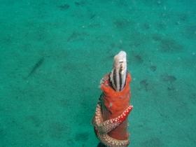 Rohr mit Seestern und Blennie