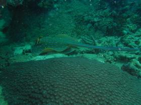 Blaupunkt-Stachelrochen