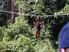 Orang-Utan, Sepilok