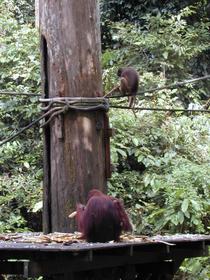 Orang-Utan bei der Fütterung