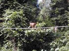 Orang-Utan, Sepilok