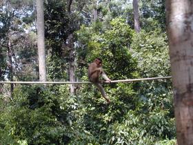Orang-Utan, Sepilok