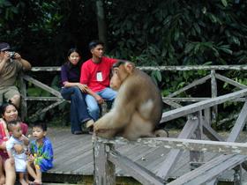 Orang-Utan, Sepilok