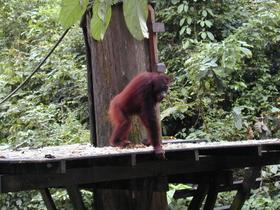 Orang-Utan, Sepilok