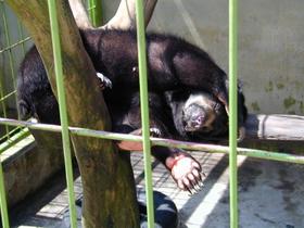 Malaiischer Bär (Sonnenbär)