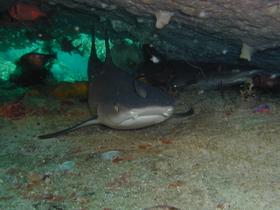 Bambus- oder Ammenhai