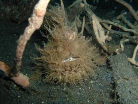 Haariger Froschfisch