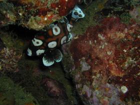Vermutlich Harlekin-Süßlippe