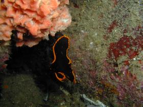 Junger Fledermausfisch