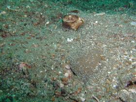 Versteckter Stachelrochen