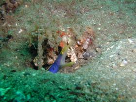 Noch einmal Geistermuräne