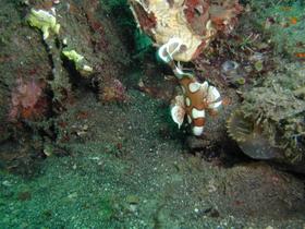 Noch einmal Harlekin-Süßlippe?