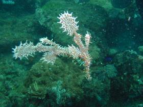 Geisterpfeifenfische