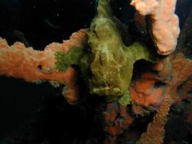 Und noch ein Froschfisch