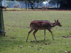Europäisches Rotwild
