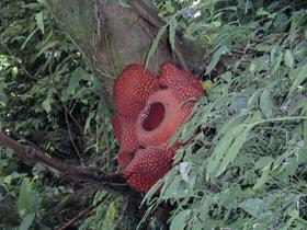 Rafflesia