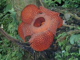 Rafflesia