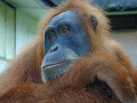 Orang-Utan