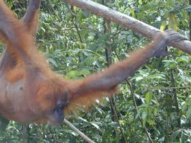 Orang-Utan in Bewegung