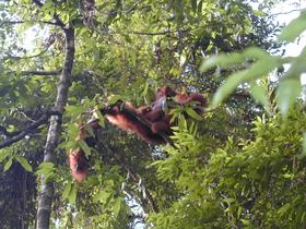Orang-Utans, kopulierend