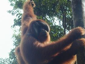 Erwachsenses Männchen