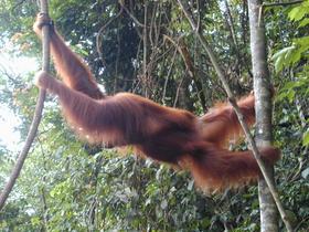 Orang-Utan in Bewegung