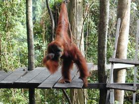 Orang-Utan