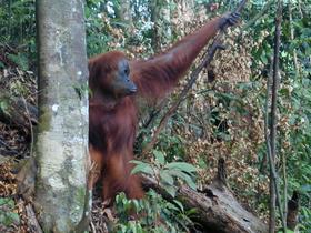 Orang-Utan
