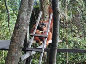 Orang-Utan, kauend