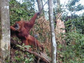 Orang-Utan
