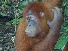 Orang-Utan
