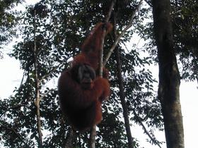 Erwachsenses Männchen