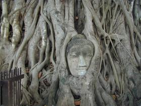 Buddha-Kopf, umwuchert