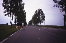 Selbstmörderisches polnisches Rindvieh Selbstmörderisches polnisches
Rindvieh