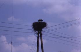 Bevölkerungswachstum in Polen Bevölkerungswachstum in Polen